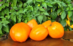 wonder of the earth orange1